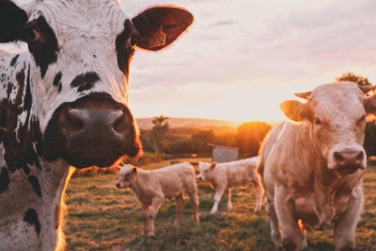 Animal Feed Products