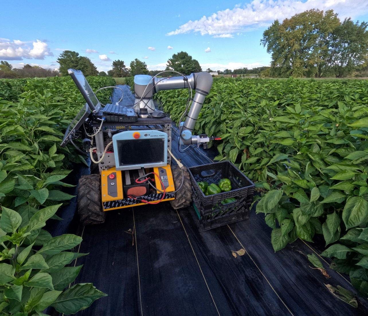 Robotic harvesting